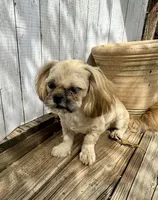 Andy, a male Shih Tzu for sale in Goddard, KS – 5 of 7