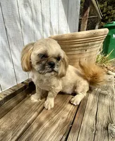 Andy, a male Shih Tzu for sale in Goddard, KS – 6 of 7