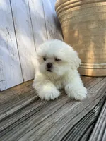 Little Frosty, a male Shih Tzu for sale in Goddard, KS – 4 of 10