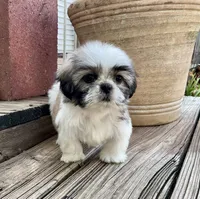 Little Abby, a female Shih Tzu for sale in Goddard, KS – 2 of 8