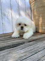 Little Frosty, a male Shih Tzu for sale in Goddard, KS – 8 of 10