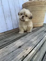 Little Snuggles, a male Shih Tzu for sale in Goddard, KS – 4 of 10