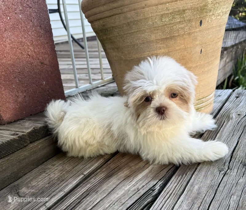 Anna Rose – Shih Tzu puppy for sale in Goddard, KS