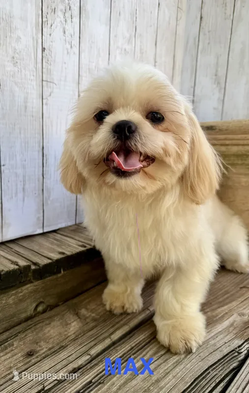 Max – Shih Tzu puppy for sale in Goddard, KS