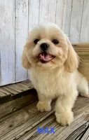 Max, a male Shih Tzu for sale in Goddard, KS – 1 of 9