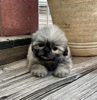 Little Carolena, a female Shih Tzu for sale in Goddard, KS – 6 of 8