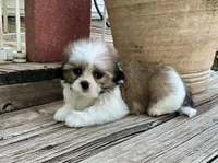 Little Atlas, a male Shih Tzu for sale in Goddard, KS – 7 of 10