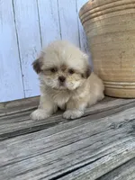 Little Snuggles, a male Shih Tzu for sale in Goddard, KS – 2 of 10