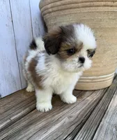 Little Anna Marie , a female Shih Tzu for sale in Goddard, KS – 7 of 10
