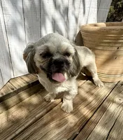 Ann, a female Shih Tzu for sale in Goddard, KS – 5 of 8