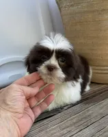 Brady, a male Shih Tzu for sale in Goddard, KS – 3 of 8