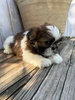 Tiny BamBam, a male Shih Tzu for sale in Goddard, KS – 4 of 8