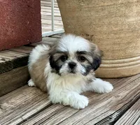 Little Abby, a female Shih Tzu for sale in Goddard, KS – 7 of 8