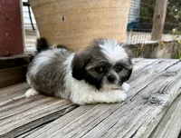Tiny Beckett, a male Shih Tzu for sale in Goddard, KS – 8 of 8