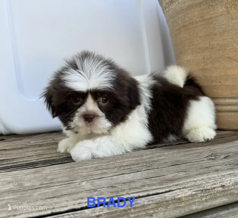 Brady – Shih Tzu puppy for sale in Goddard, KS