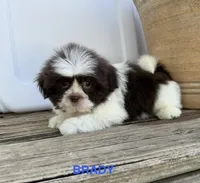 Brady, a male Shih Tzu for sale in Goddard, KS – 1 of 8