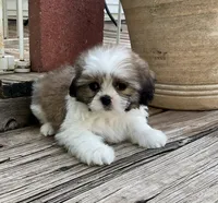 Little Atlas, a male Shih Tzu for sale in Goddard, KS – 9 of 10