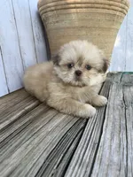 Little Snuggles, a male Shih Tzu for sale in Goddard, KS – 3 of 10
