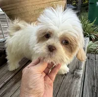 Anna Rose, a female Shih Tzu for sale in Goddard, KS – 3 of 6