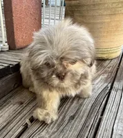 Bentley, a male Shih Tzu for sale in Goddard, KS – 5 of 9