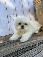 Little Frosty, a male Shih Tzu for sale in Goddard, KS – 5 of 10