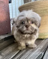 Bentley, a male Shih Tzu for sale in Goddard, KS – 2 of 9