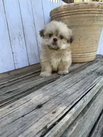Little Snuggles, a male Shih Tzu for sale in Goddard, KS – 8 of 10