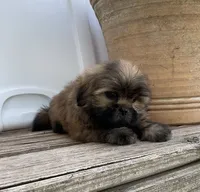 Poppy, a female Shih Tzu for sale in Goddard, KS – 9 of 10