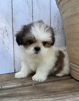 Little Anna Marie , a female Shih Tzu for sale in Goddard, KS – 8 of 10