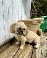 Andy, a male Shih Tzu for sale in Goddard, KS – 2 of 7