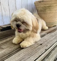 T-Bone, a male Shih Tzu for sale in Goddard, KS – 3 of 7