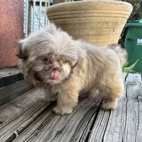 Bentley, a male Shih Tzu for sale in Goddard, KS – 9 of 9