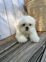 Little Frosty, a male Shih Tzu for sale in Goddard, KS – 2 of 10