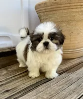 Little Leo, a male Shih Tzu for sale in Goddard, KS – 5 of 10