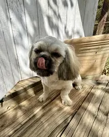 Ann, a female Shih Tzu for sale in Goddard, KS – 3 of 8