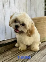 T-Bone, a male Shih Tzu for sale in Goddard, KS – 6 of 7