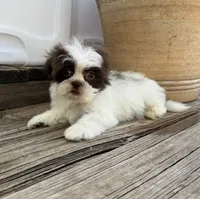 Tiny Thumpkin, a male Shih Tzu for sale in Goddard, KS – 6 of 7