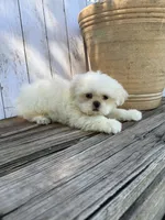 Little Frosty, a male Shih Tzu for sale in Goddard, KS – 6 of 10