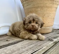 Bear, a male Shih Tzu for sale in Goddard, KS – 8 of 9