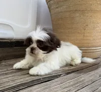 Tiny Thumpkin, a male Shih Tzu for sale in Goddard, KS – 3 of 7