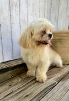 Max, a male Shih Tzu for sale in Goddard, KS – 2 of 9