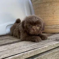 Boody, a male Shih Tzu for sale in Goddard, KS – 9 of 9