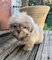 Bentley, a male Shih Tzu for sale in Goddard, KS – 3 of 9