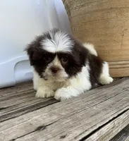 Brady, a male Shih Tzu for sale in Goddard, KS – 7 of 8