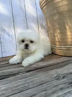Little Frosty, a male Shih Tzu for sale in Goddard, KS – 9 of 10