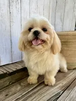 Max, a male Shih Tzu for sale in Goddard, KS – 9 of 9