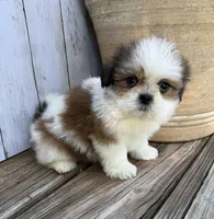 Little Anna Marie , a female Shih Tzu for sale in Goddard, KS – 9 of 10