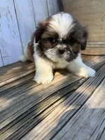 Tiny BamBam, a male Shih Tzu for sale in Goddard, KS – 2 of 8