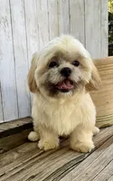 T-Bone, a male Shih Tzu for sale in Goddard, KS – 5 of 7