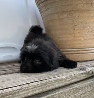 Little Gizmo, a male Shih Tzu for sale in Goddard, KS – 5 of 8